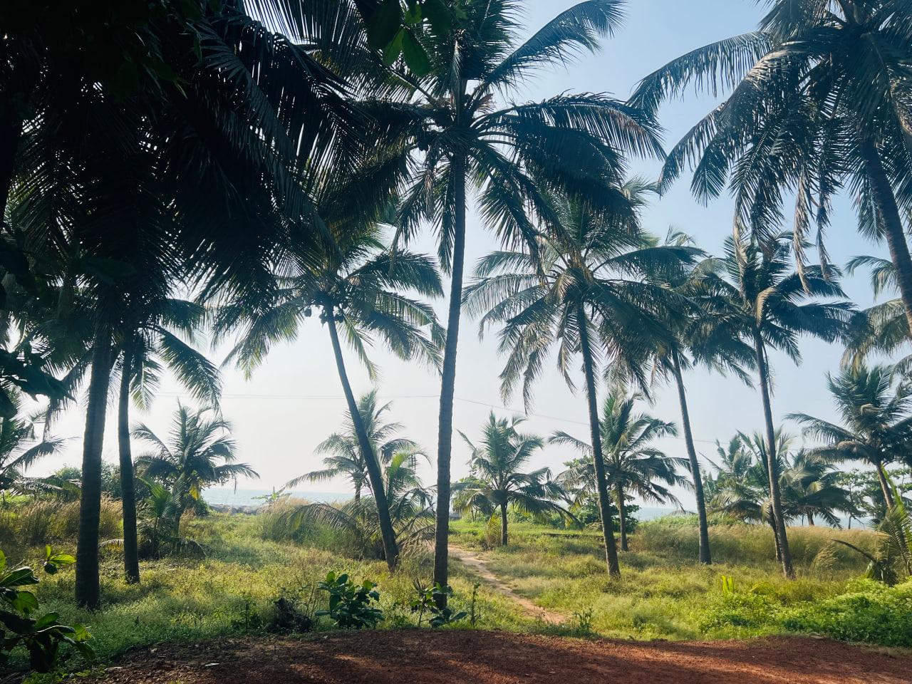 A sandy path through coconut palms towards the sea