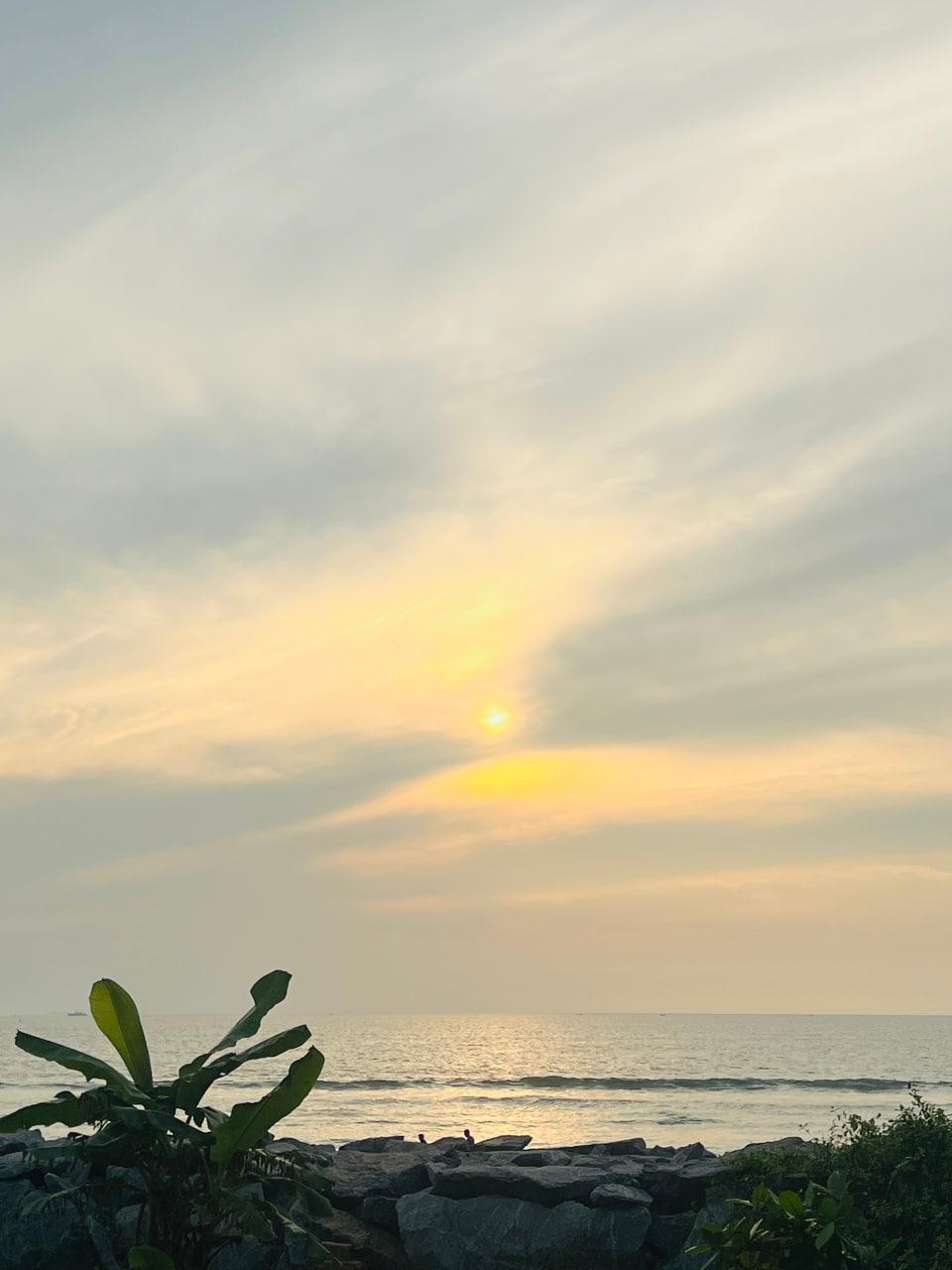 Sunset over the sea above a rocky shore and coastal plants